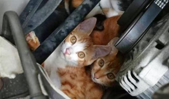在引擎盖下幸存的小萌猫，被好心人收养后，竟变成这副德行