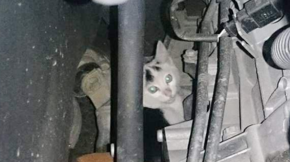 在引擎盖下幸存的小萌猫，被好心人收养后，竟变成这副德行