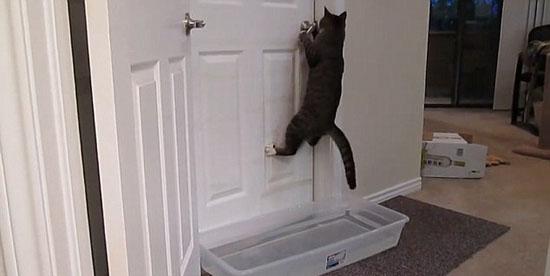 美宠物猫开门