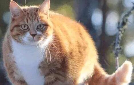 偶遇一只橘猫， 看到它怀里抱着的“家伙”, 众人笑哭了
