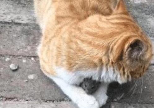 偶遇一只橘猫， 看到它怀里抱着的“家伙”, 众人笑哭了
