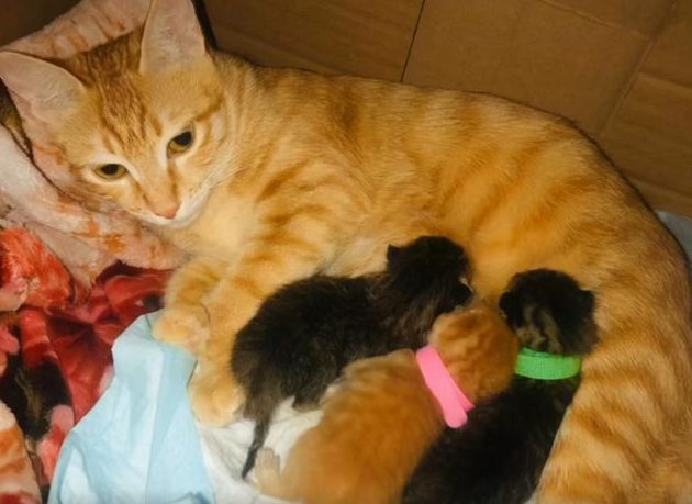 我很喜欢猫咪，但家里不支持养宠物，我该怎么办？