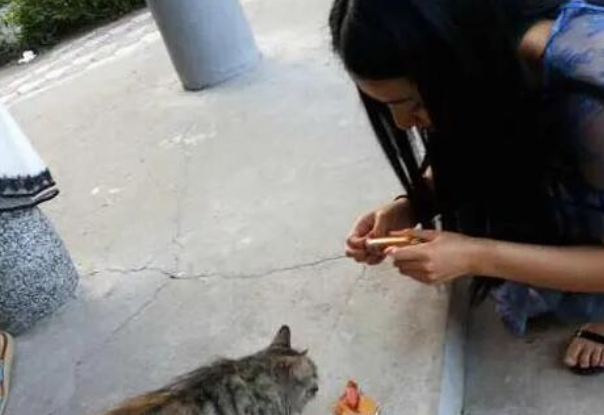 喂了流浪猫面包后竟跟着回家了，没想到一回家就得到了大惊喜