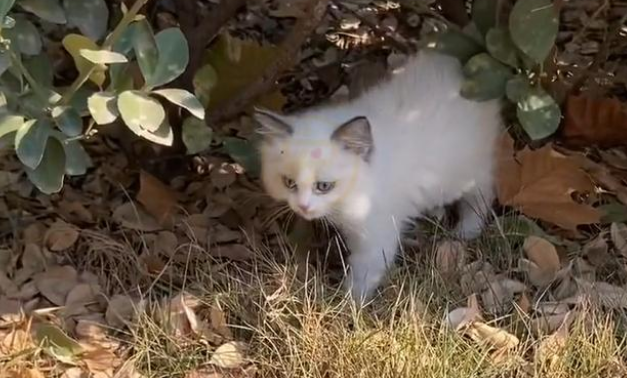 名贵布偶猫遭弃养，腿上还绑着留置针，它努力求生的样子让人心疼