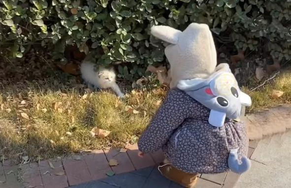 名贵布偶猫遭弃养，腿上还绑着留置针，它努力求生的样子让人心疼
