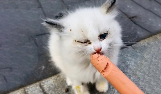 名贵布偶猫遭弃养，腿上还绑着留置针，它努力求生的样子让人心疼