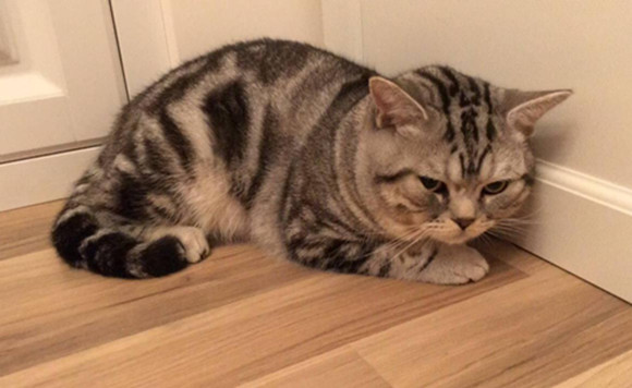 猫咪实在太爱记仇了？主人们，你们还Hold住吗？