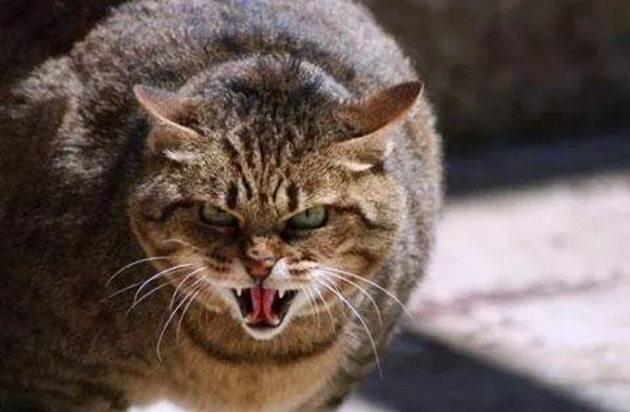 猫咪实在太爱记仇了？主人们，你们还Hold住吗？
