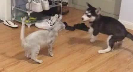 哈士奇跟猫咪对决，二哈却戏精附体，猫咪：主人这货是假摔的！