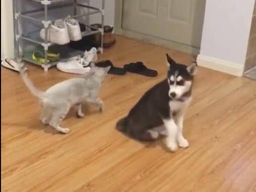 哈士奇跟猫咪对决，二哈却戏精附体，猫咪：主人这货是假摔的！