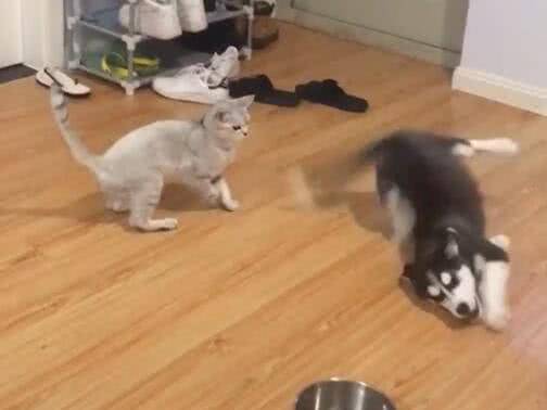 哈士奇跟猫咪对决，二哈却戏精附体，猫咪：主人这货是假摔的！