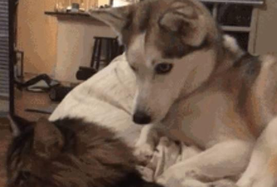 哈士奇看不惯猫咪在床上睡觉，二哈上去就是一脚，表情绝了