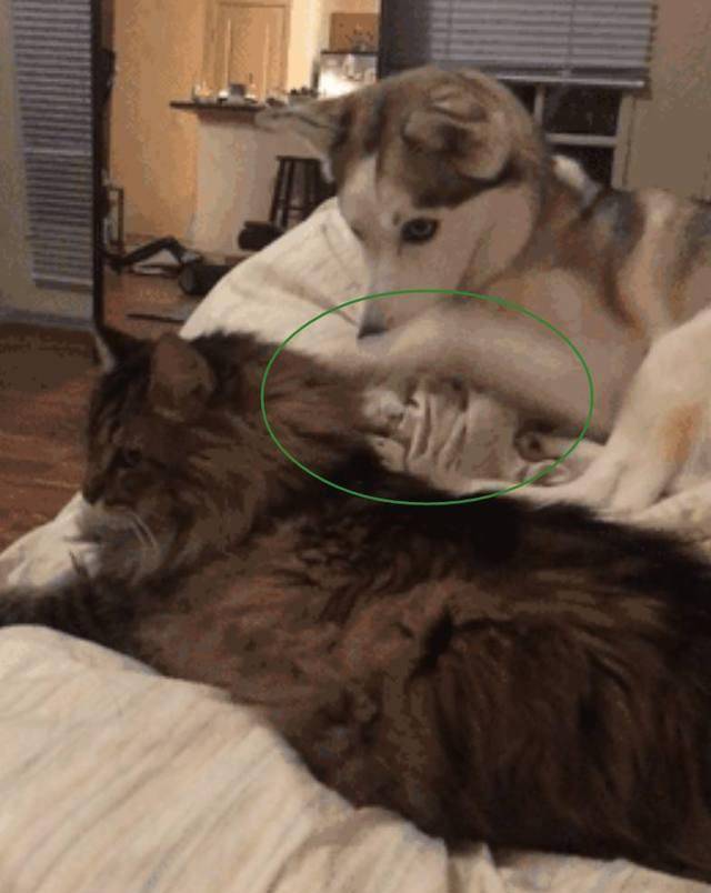 哈士奇看不惯猫咪在床上睡觉，二哈上去就是一脚，表情绝了
