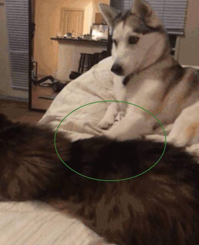 哈士奇看不惯猫咪在床上睡觉，二哈上去就是一脚，表情绝了