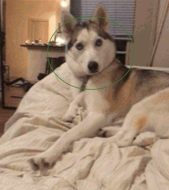 哈士奇看不惯猫咪在床上睡觉，二哈上去就是一脚，表情绝了