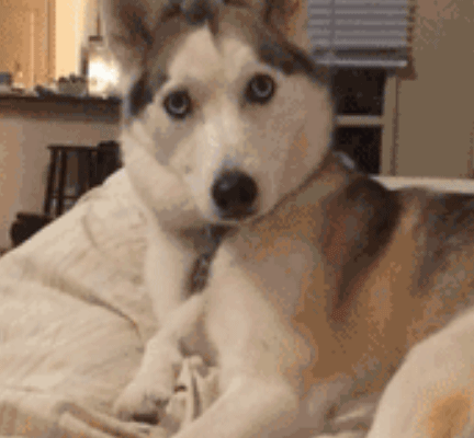 哈士奇看不惯猫咪在床上睡觉，二哈上去就是一脚，表情绝了