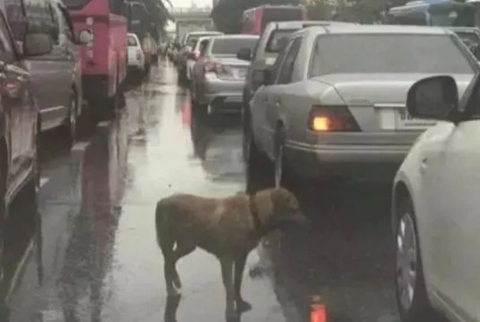每一只被遗弃的猫狗，都在无望与恐惧中等待