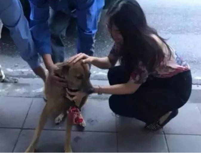 每一只被遗弃的猫狗，都在无望与恐惧中等待