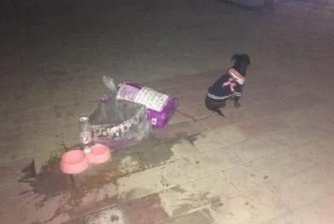 每一只被遗弃的猫狗，都在无望与恐惧中等待