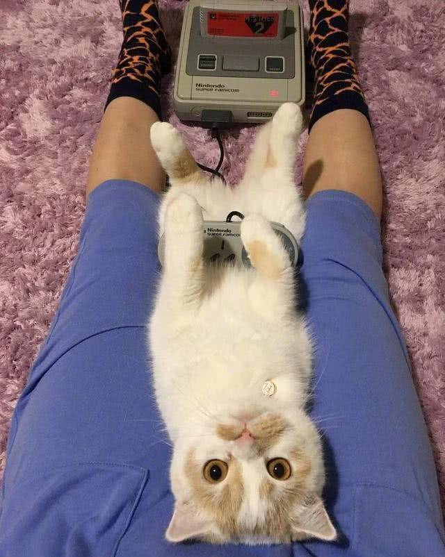 出差把猫咪交给男友照顾，回来后看见这一幕，喵：呵，回来干嘛