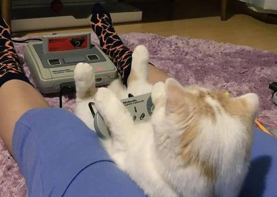出差把猫咪交给男友照顾，回来后看见这一幕，喵：呵，回来干嘛