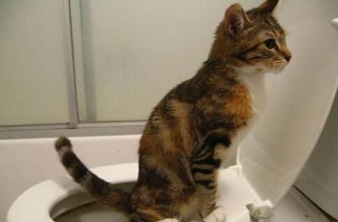 主人下班发现家里变成“水帘洞”，猫猫一脸委屈：你回来太晚了！