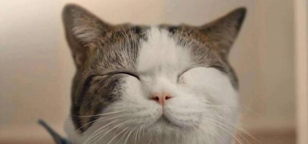 主人下班发现家里变成“水帘洞”，猫猫一脸委屈：你回来太晚了！