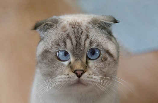 猫猫，夏日的“快乐制造器”！