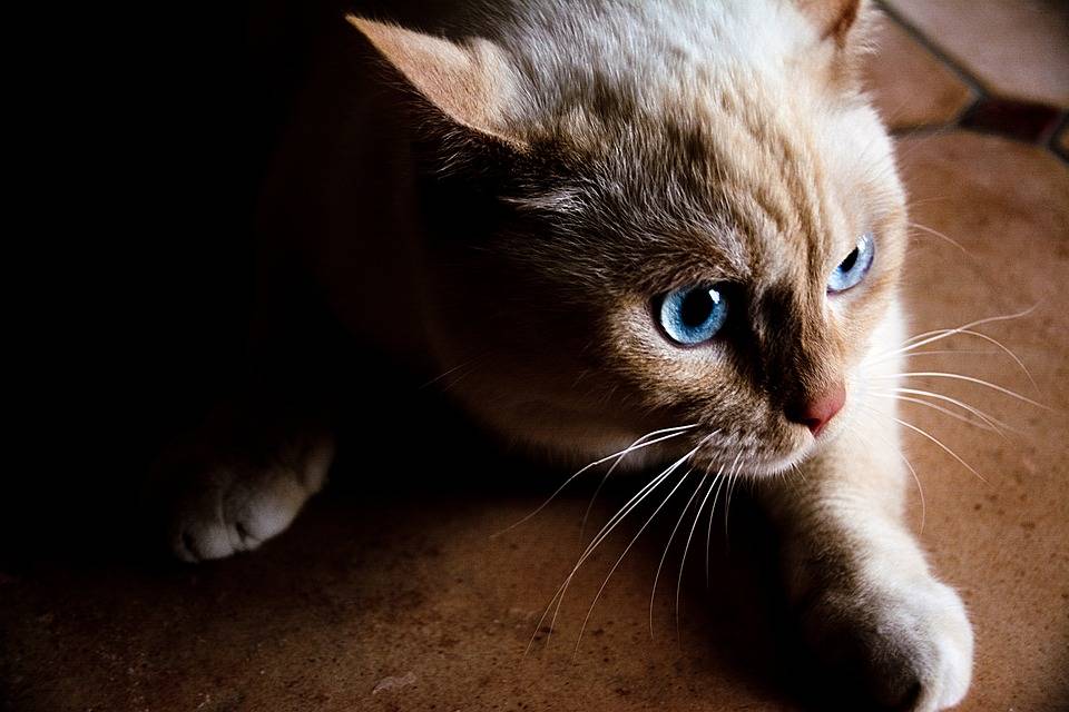猫猫，夏日的“快乐制造器”！