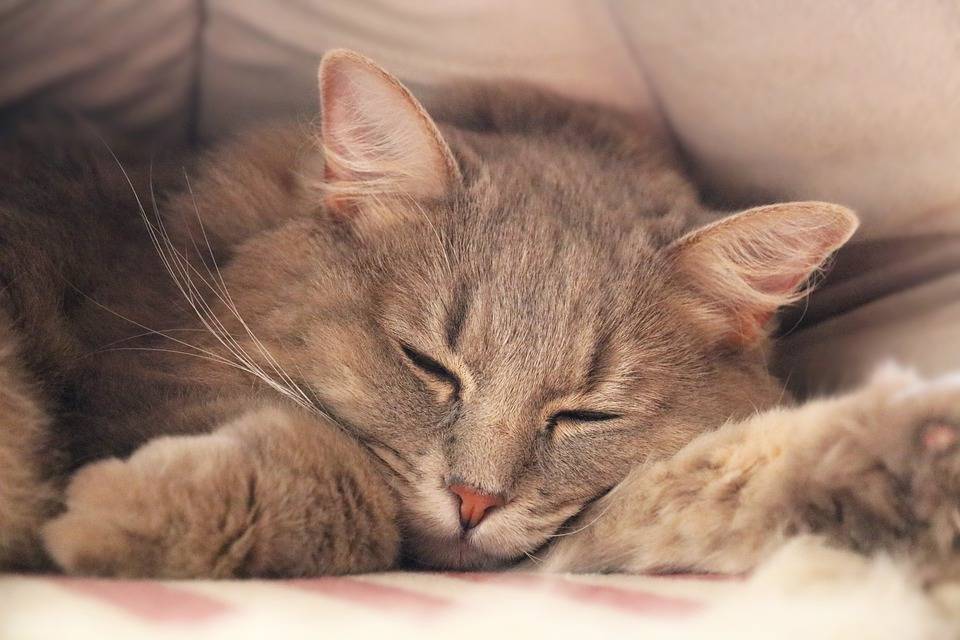 猫猫，夏日的“快乐制造器”！