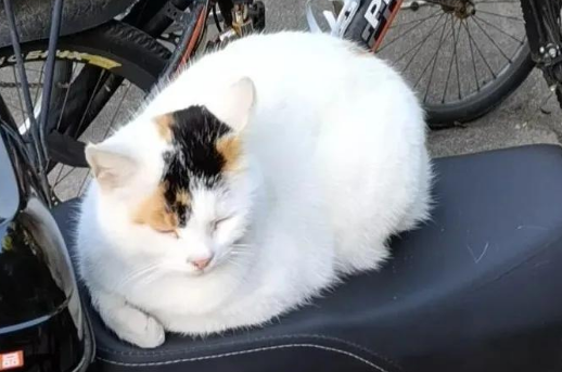 同济大学流浪猫中毒事件：高校流浪动物怎么管？