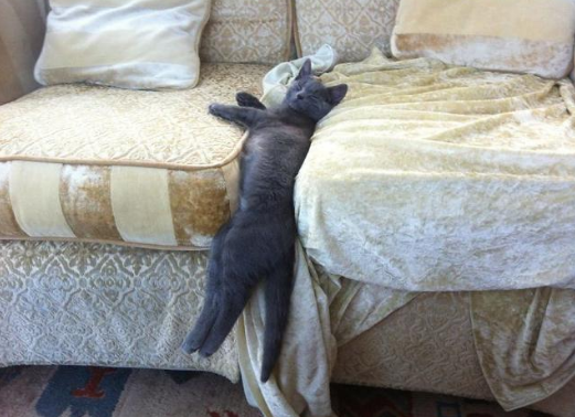 笑死人不偿命的猫：霸占兔子的窝我忍了，但为什么要睡在蛋蛋上？