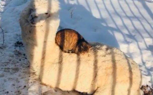 羊驼用毛发给流浪猫避寒取暖，猫选择留下陪伴报恩，一待就是4年