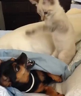 烦人白猫连赏10巴掌挑衅 黑狗张牙怒瞪猫咪