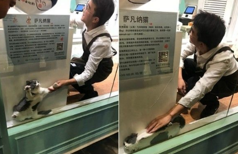 喵咪果然是液体! 躲藏缝隙挤成一片猫觉得好开心
