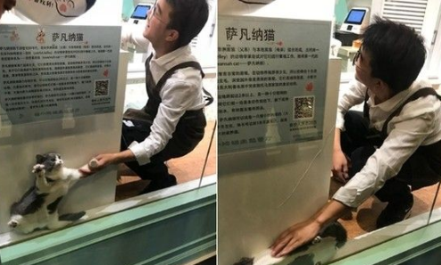 喵咪果然是液体! 躲藏缝隙挤成一片猫觉得好开心
