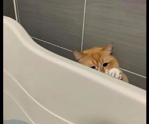 自打养了猫之后，主人在洗澡上厕所的时候就再也没有隐私可言