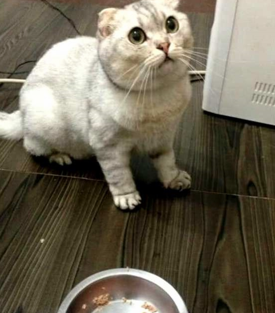 主人给猫咪加大餐，没想却把猫咪给搞懵：这难道是散伙饭？