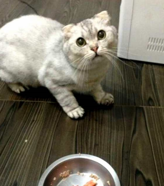 主人给猫咪加大餐，没想却把猫咪给搞懵：这难道是散伙饭？