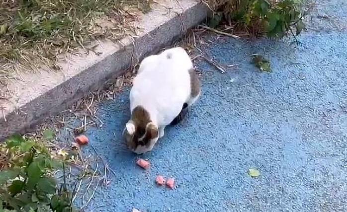 流浪猫妈妈拦住路人：能给我一些食物吗？一点点就好，孩子们很饿