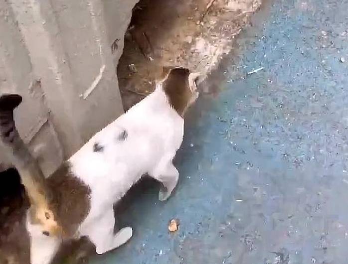 流浪猫妈妈拦住路人：能给我一些食物吗？一点点就好，孩子们很饿