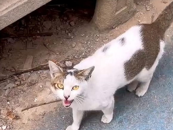 流浪猫妈妈拦住路人：能给我一些食物吗？一点点就好，孩子们很饿