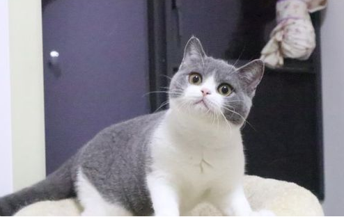 养猫给我带来的快乐