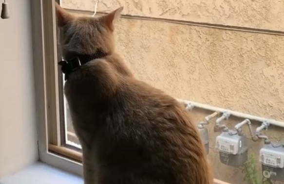 有情猫终成眷属 主人的隔空纸条把