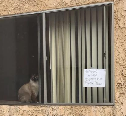 有情猫终成眷属 主人的隔空纸条把