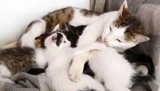 猫妈妈不让主人摸小奶猫，主人气得拿出菜刀，它瞬间就怂了