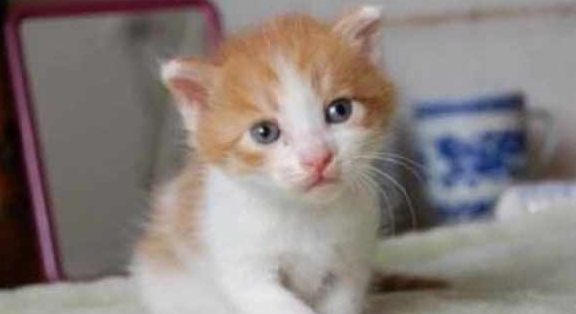 小奶猫被主人抛弃，清洁阿姨捡到后不忍心，将其带回家喂养