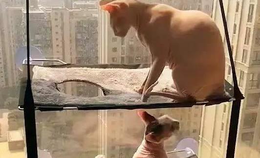 两口子猫咪睡上下铺， 因为吵架母猫不让上去， 硬上的公猫结局悲惨
