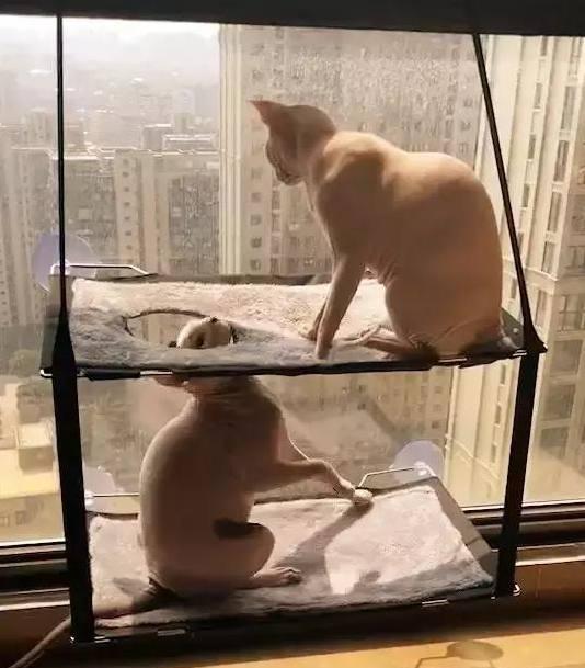 两口子猫咪睡上下铺， 因为吵架母猫不让上去， 硬上的公猫结局悲惨