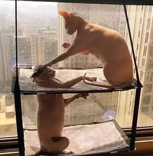 两口子猫咪睡上下铺， 因为吵架母猫不让上去， 硬上的公猫结局悲惨